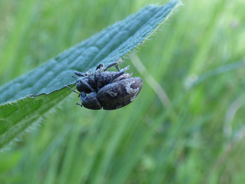 Graptus