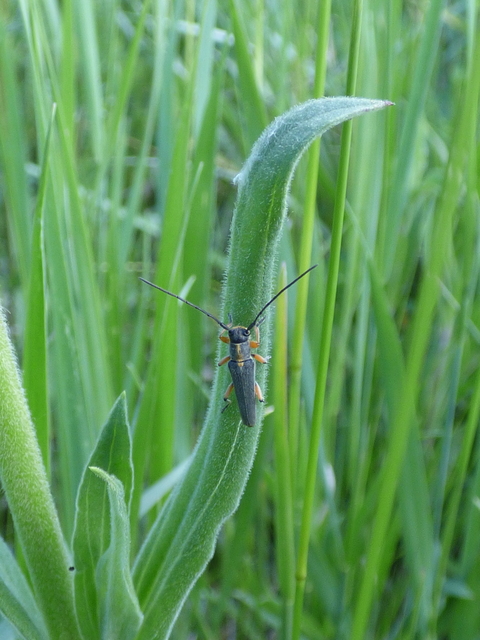 Phytoecia icterica - murokcincér Phytoecia icterica - murokcincér