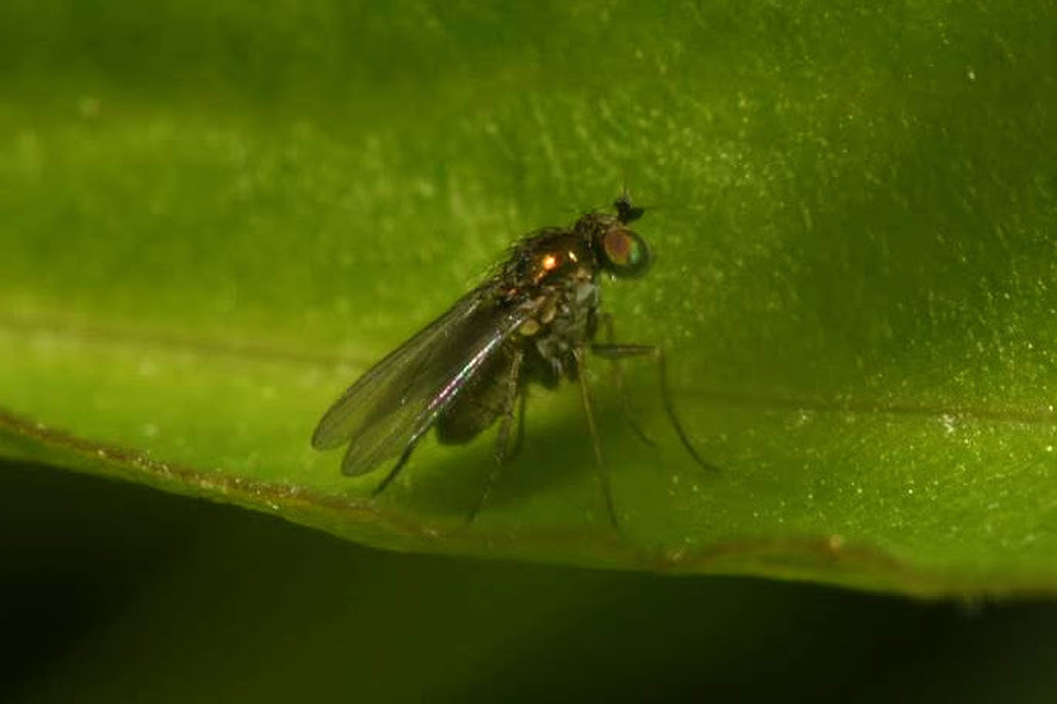 Dolichopodidae - szúnyoglábú legyek