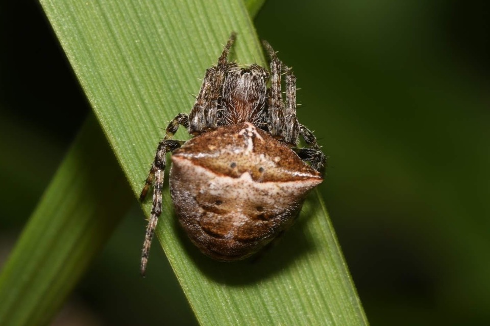 Gibbaranea bituberculata - kétcsúcsú keresztespók