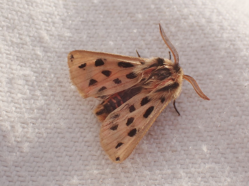 Chelis maculosa - foltos medvelepke