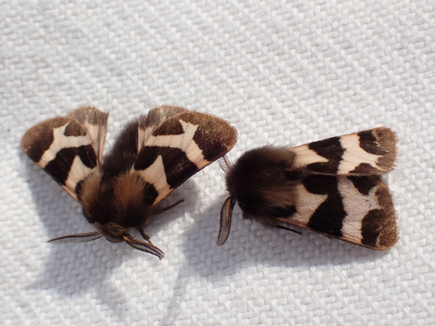 Watsonarctia deserta - tarka medvelepke