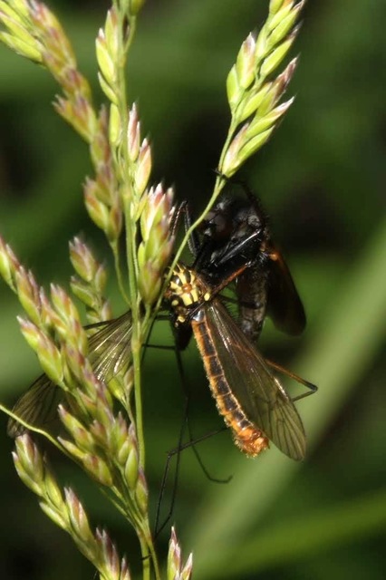 Empis tessellata - kockás táncoslégy
