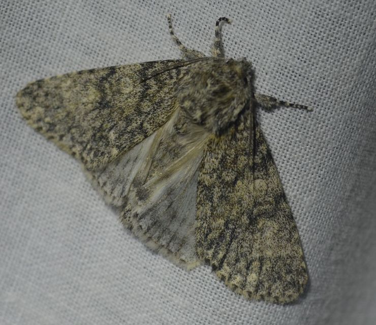 Acronicta megacephala - nagyfejű szigonyosbagoly