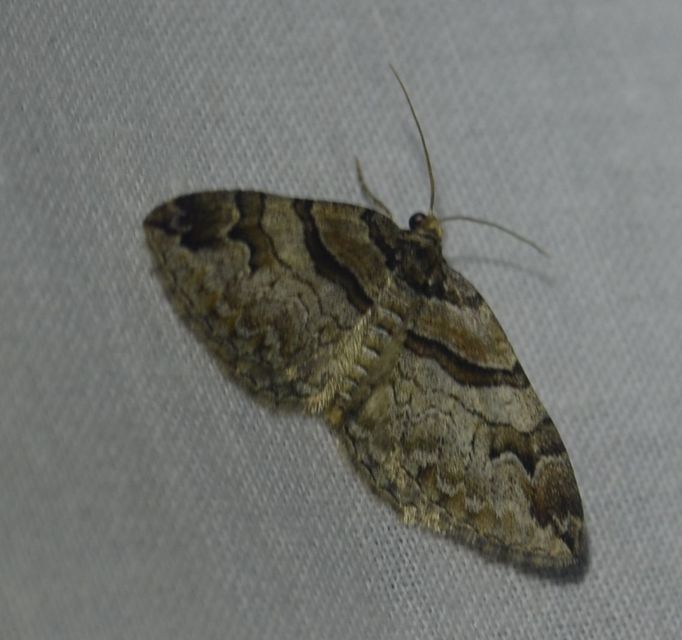 Pareulype berberata - sóskafa-tarkaaraszoló