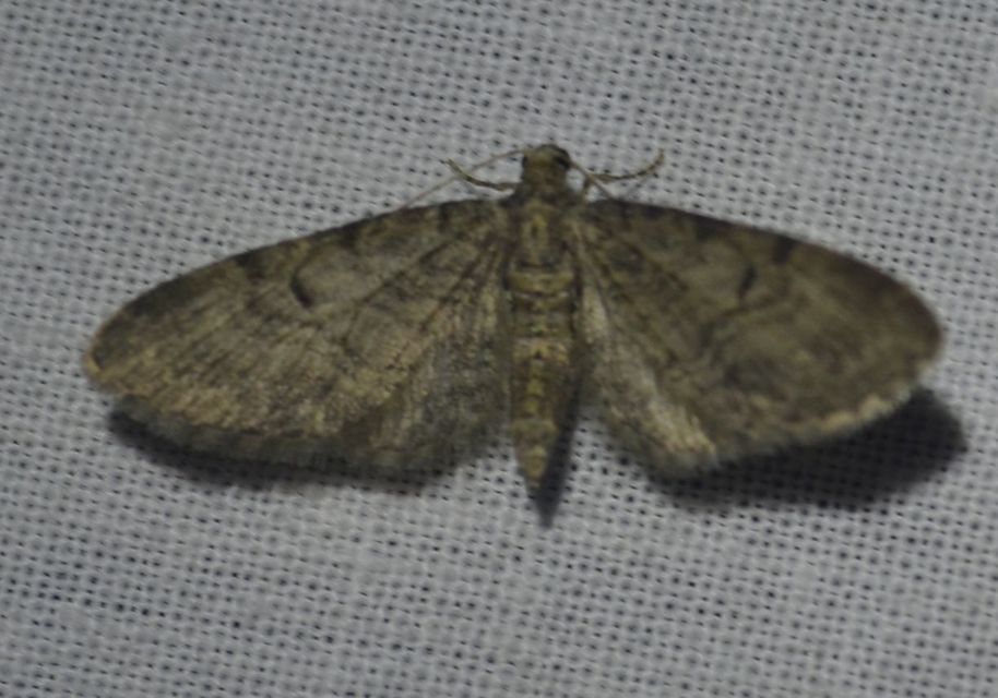 Eupithecia egenaria - hársvirág-törpearaszoló