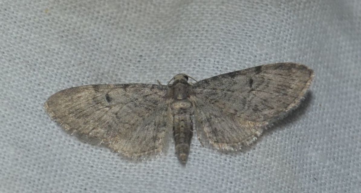 Eupithecia egenaria - hársvirág-törpearaszoló
