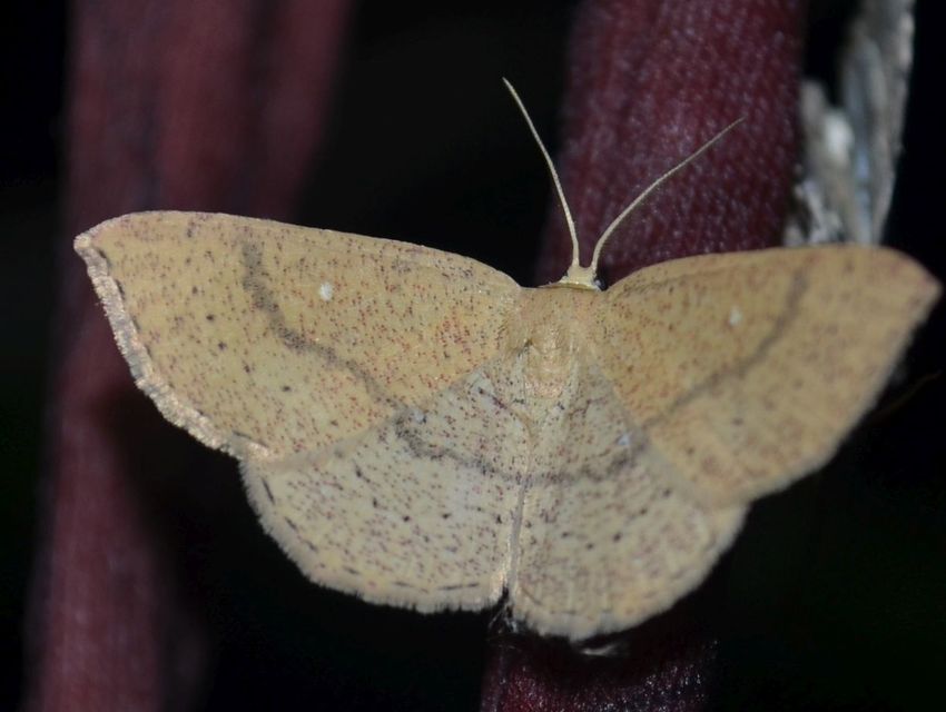 Cyclophora ruficiliaria - vörösrojtú pettyesaraszoló