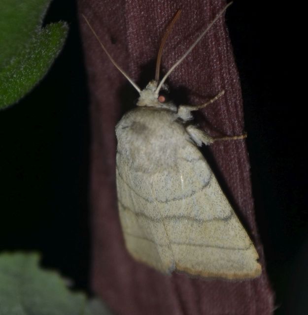 Charanyca trigrammica - háromsávos lombbagoly