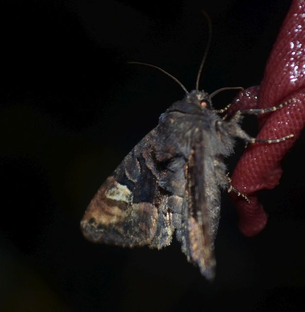 Euplexia lucipara - szeder-csipkésbagoly