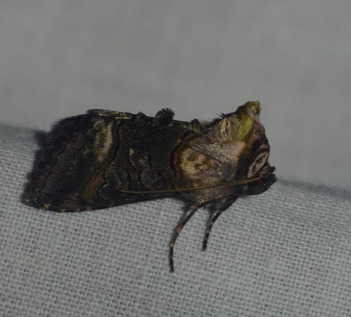 Abrostola asclepiadis - barnaövű csalánbagoly