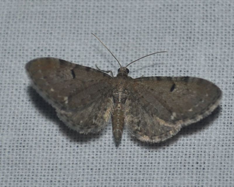 Eupithecia absinthiata - üröm-törpearaszoló