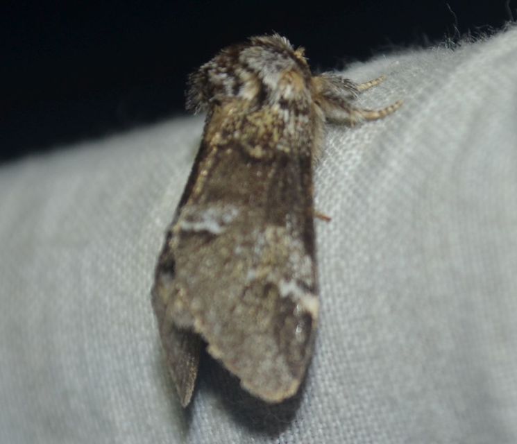 Drymonia dodonea - bélyeges púposszövő