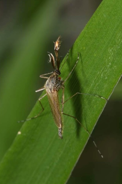 Aedes