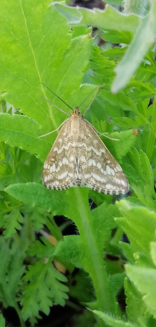 Evergestis frumentalis - tavaszi dudvamoly
