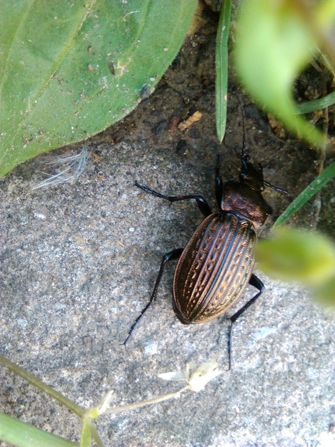 Carabus ulrichii - rezes futrinka Carabus ulrichii - rezes futrinka