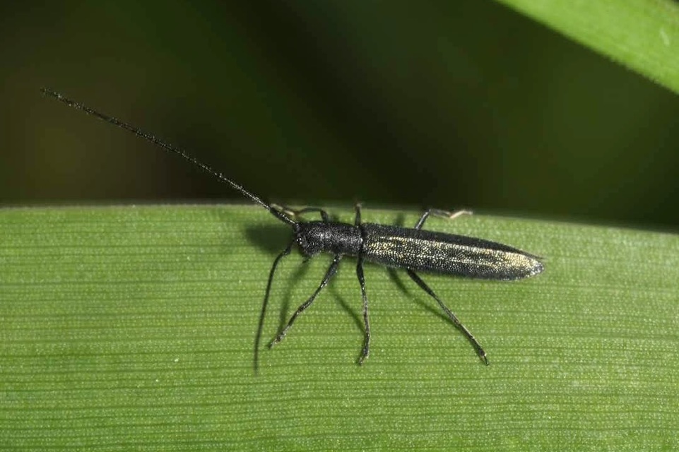 Theophilea subcylindricollis - hengeres szalmacincér