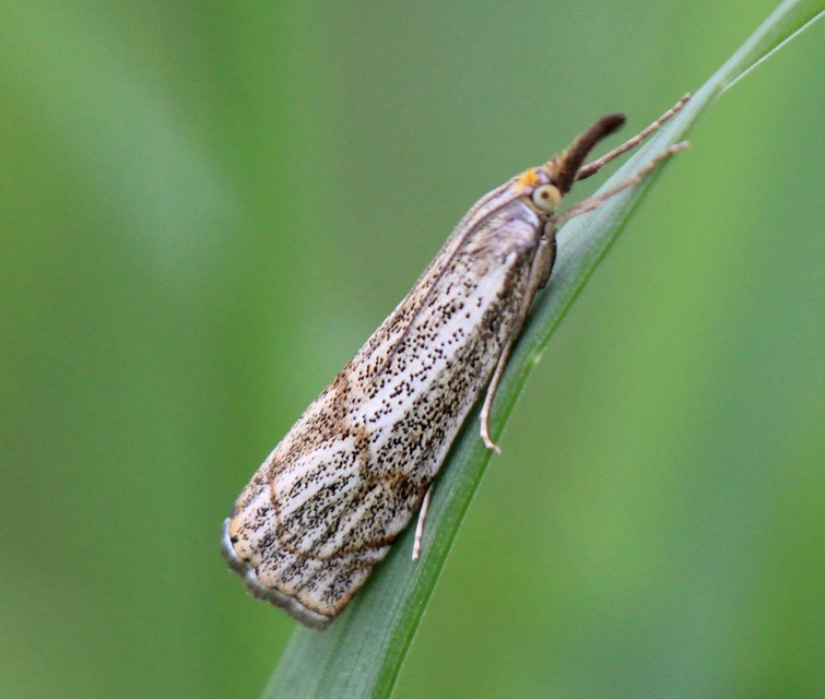 Thisanotia chrysonuchella - tavaszi fűgyökérmoly