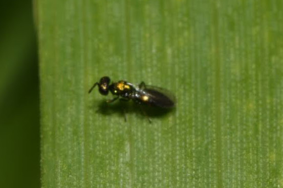 Eulophidae - karcsú fémfürkészek