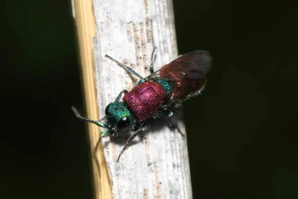 Chrysura