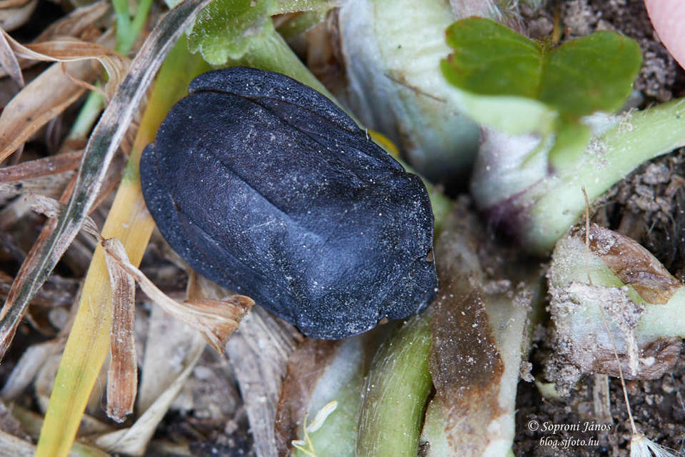 Eurygaster austriaca - osztrákpoloska Eurygaster austriaca - osztrákpoloska