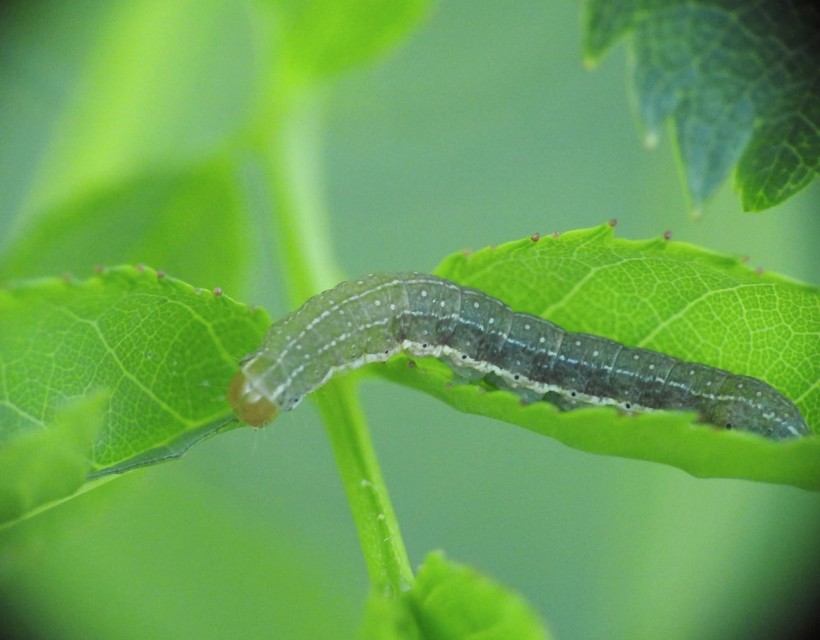 Conistra