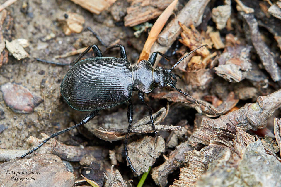 Calosoma inquisitor - kis bábrabló