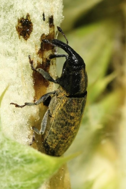 Lixus cardui - bogáncsfúró dudvabarkó