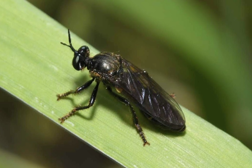 Dioctria atricapilla