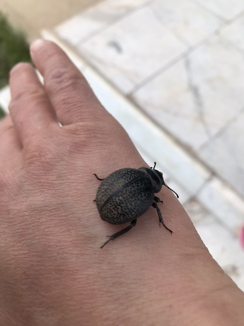 Pimelia
