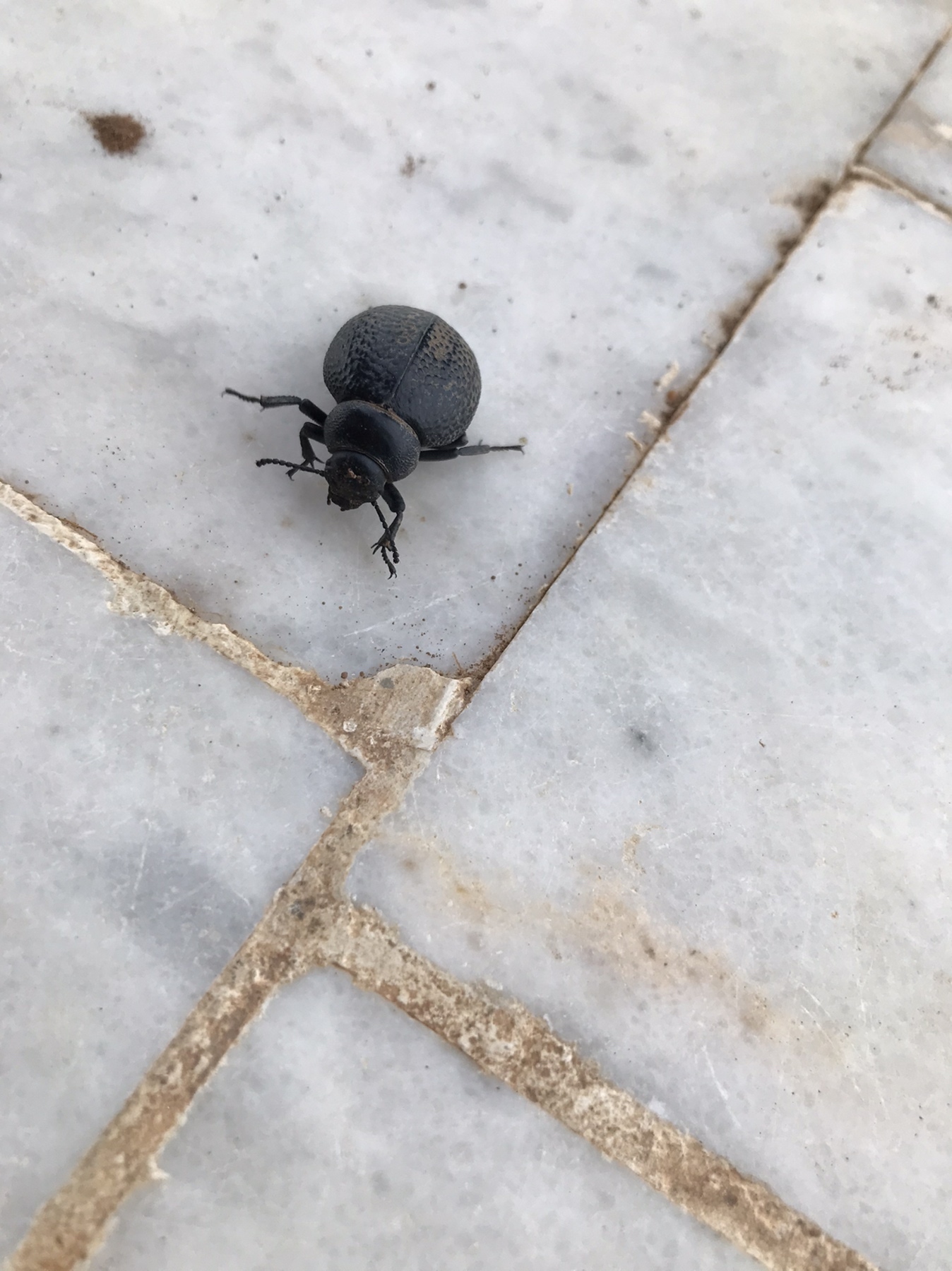 Pimelia