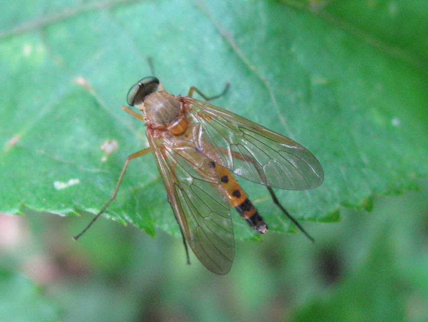 Rhagio tringarius - közönséges kószalégy