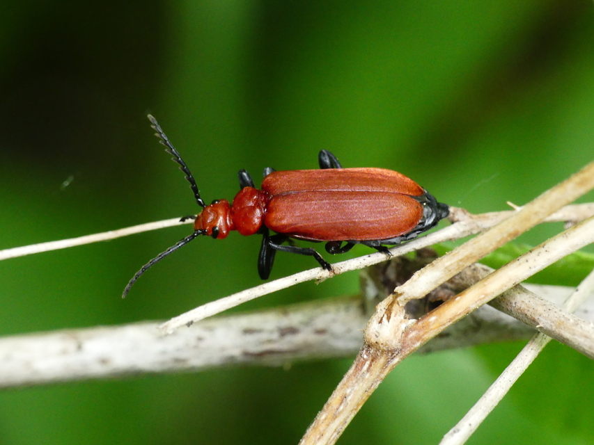 Pyrochroa serraticornis - közép-bíborbogár