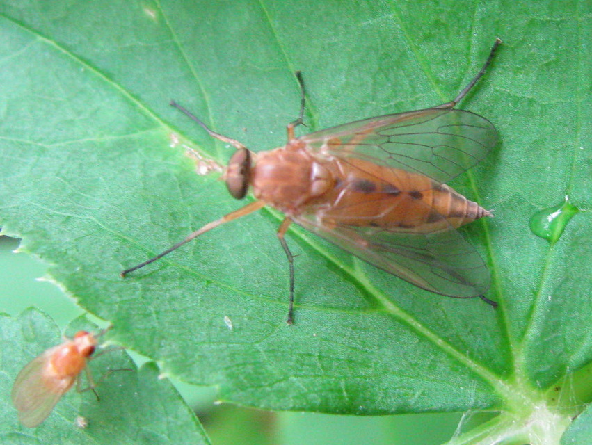 Rhagio tringarius - közönséges kószalégy