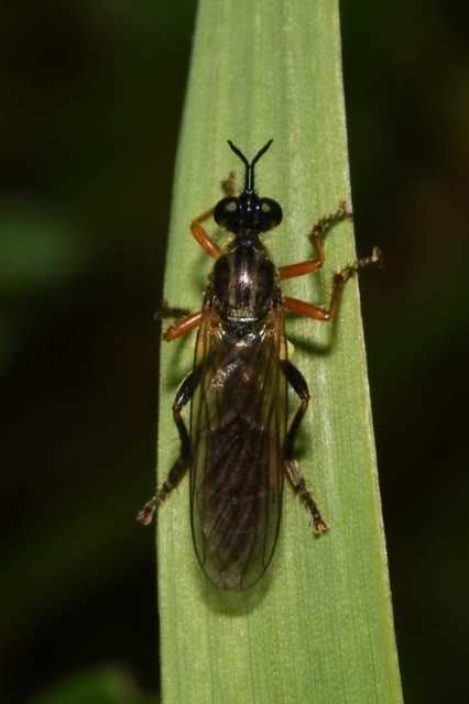 Dioctria rufipes