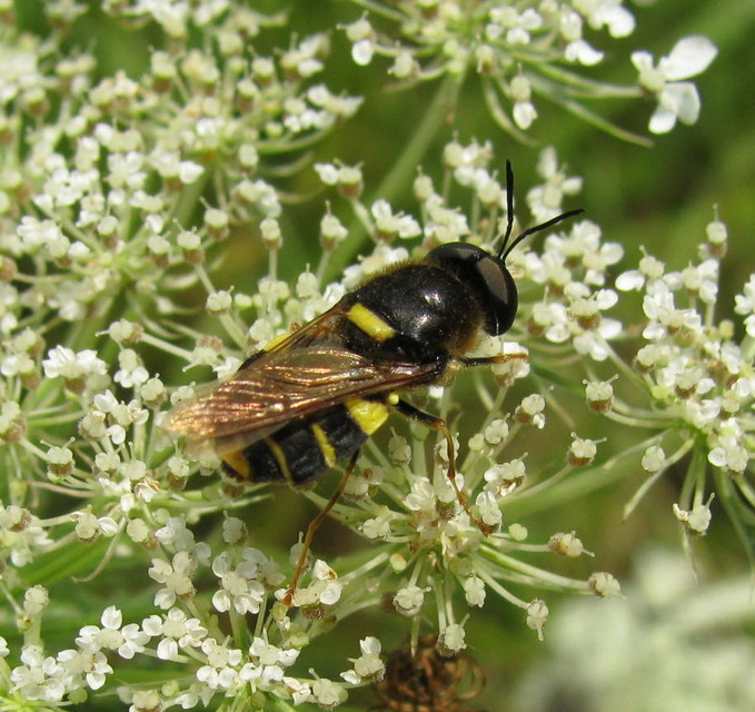 Stratiomys