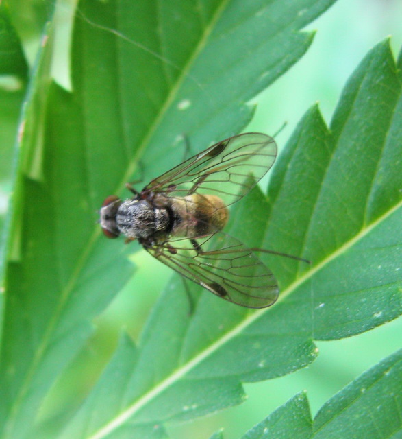 Chrysopilus