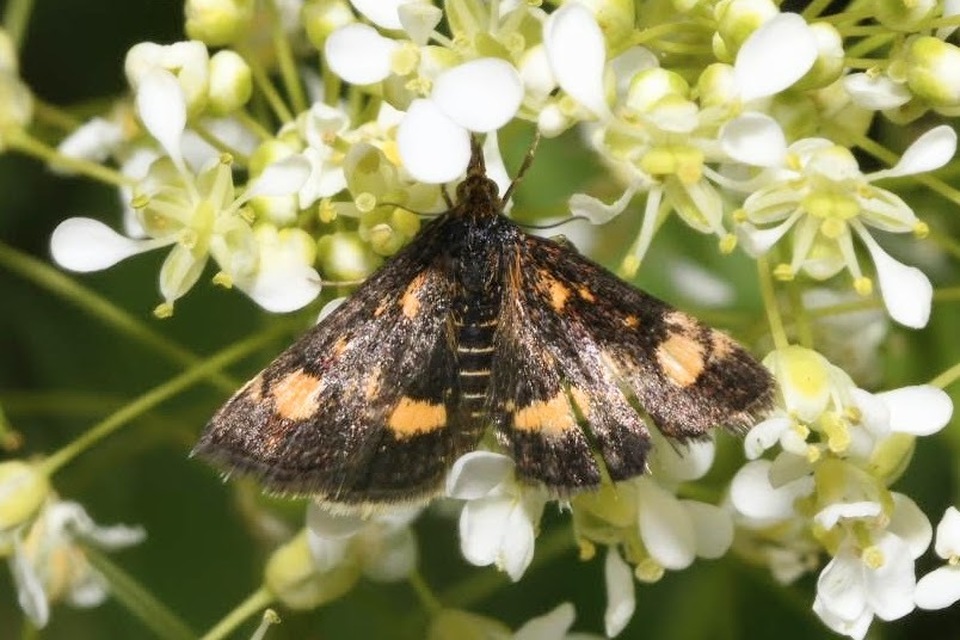 Pyrausta aurata - aranyló bíbormoly