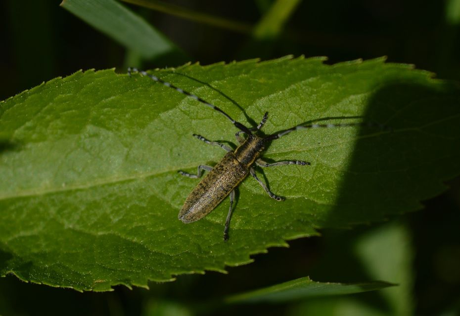 Agapanthia villosoviridescens - fehérgyűrűs bogáncscincér Agapanthia villosoviridescens - fehérgyűrűs bogáncscincér