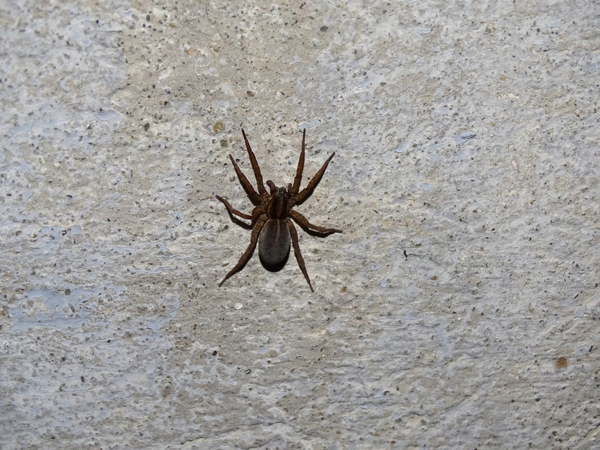 Trochosa