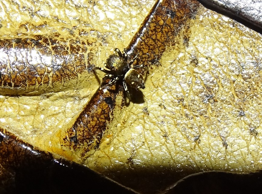 Heliophanus