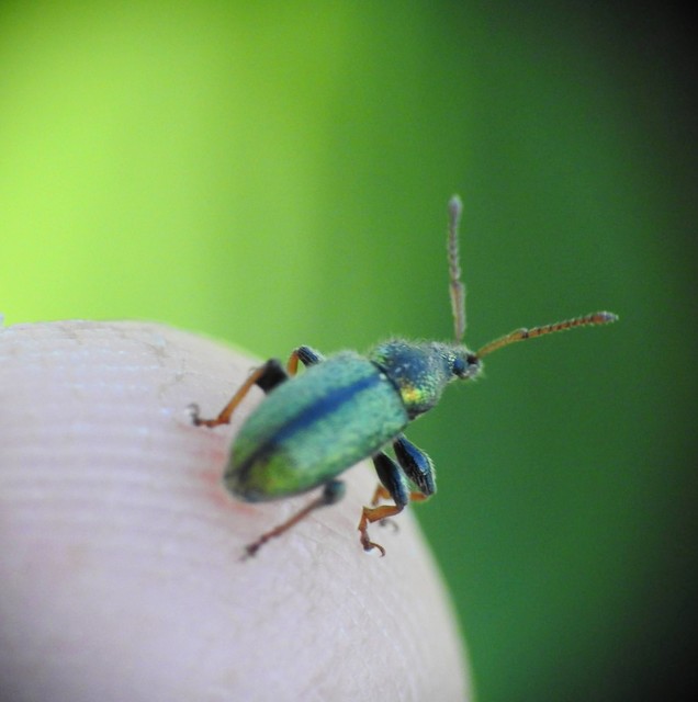 Phyllobius betulinus - változékony levélormányos