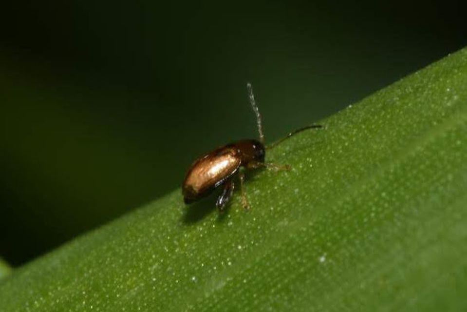 Longitarsus