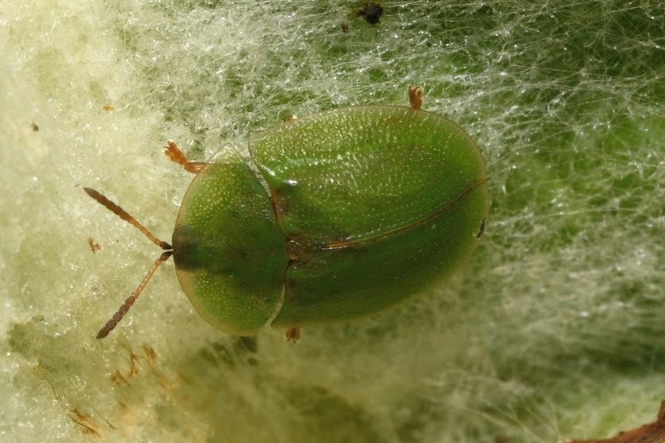 Cassida rubiginosa - lapos pajzsbogár Cassida rubiginosa - lapos pajzsbogár