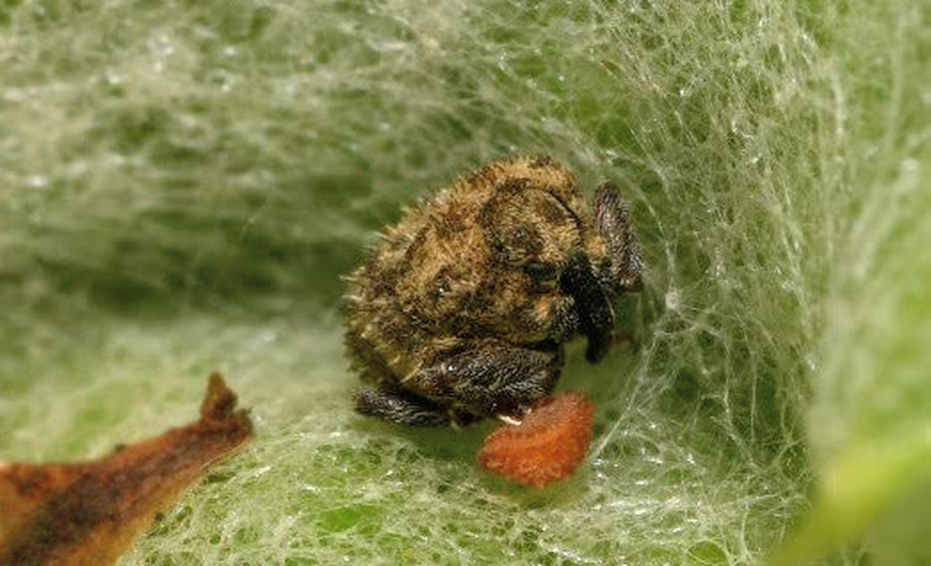 Trichosirocalus horridus - bütyköstorú aszatormányos