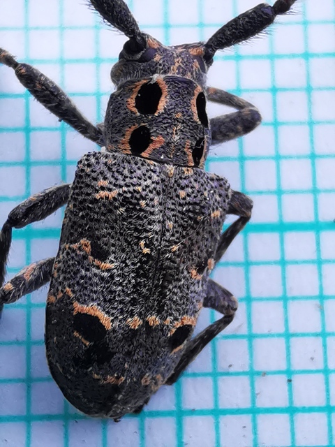 Mesosa curculionoides - szemfoltos cincér