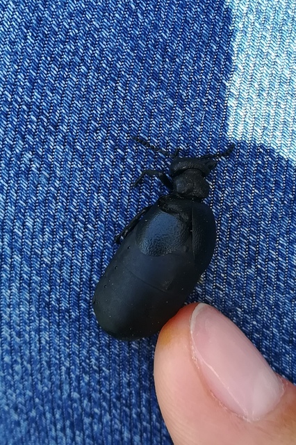 Meloe scabriusculus - érdes nünüke