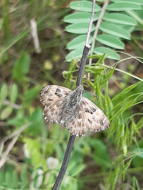 Carcharodus alceae - mályva-busalepke