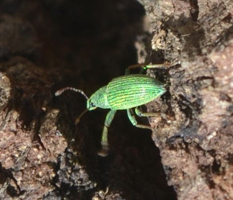 Polydrusus formosus - selymes lombormányos