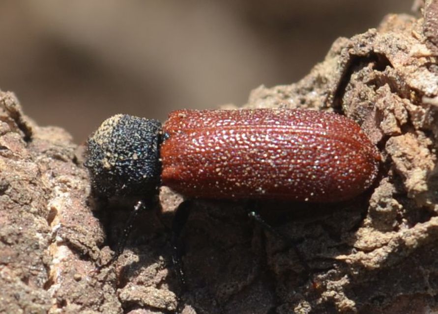 Bostrichus capucinus - piros csuklyásszú
